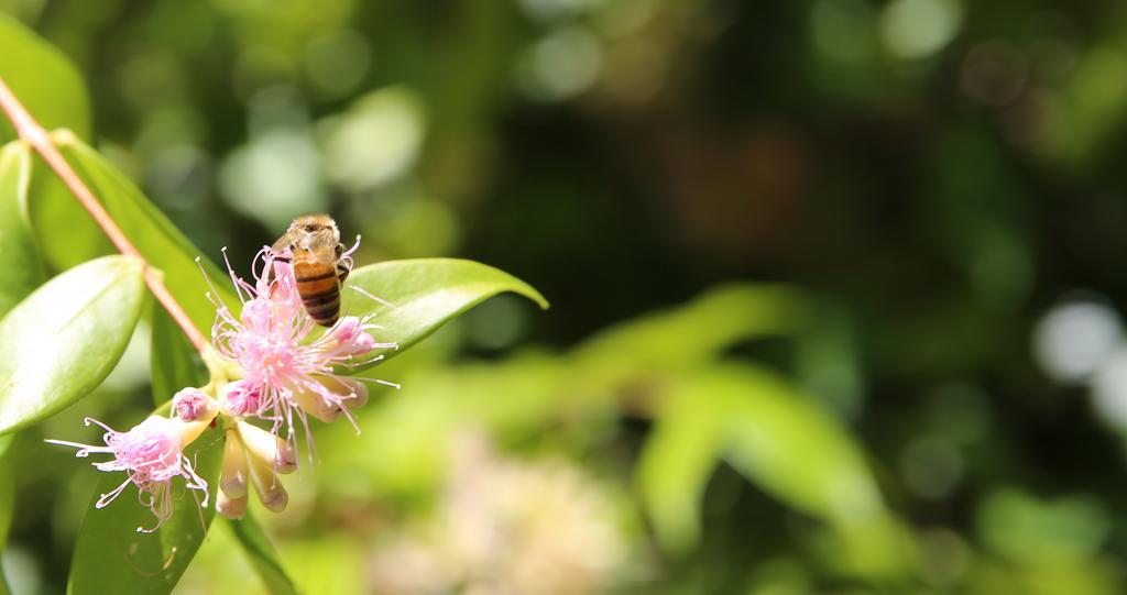 Honeybee Wellness Resort Kandanga Ngoại thất bức ảnh